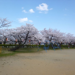 三角公園の桜が満開です。