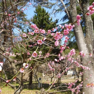 見頃間近な桜とちょうど見頃な梅が春らしいですね！
