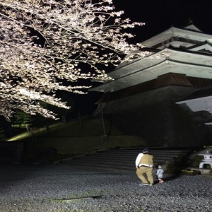 幻想的な夜桜も素敵ですよね！