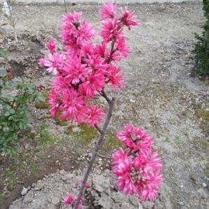 去年の記念の桃の木に満開の花が・・・