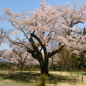 今春最後くらいの見事な桜のご紹介です