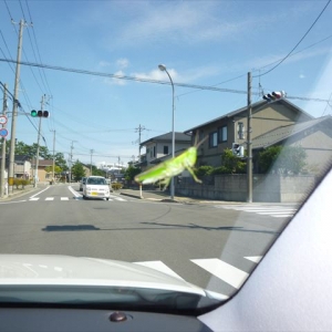 車のフロントガラスに佃煮にもなる秋の虫が・・・！！