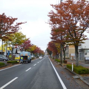 冬の寒さを感じさせるけやき並木に・・・