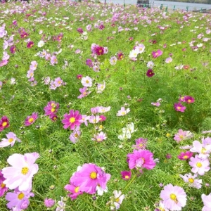 河川公園白鳥飛来地に咲く､一面のコスモスのきれいな事！