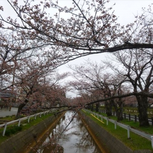 ４月４日酒田は平年より早い開花宣言♪