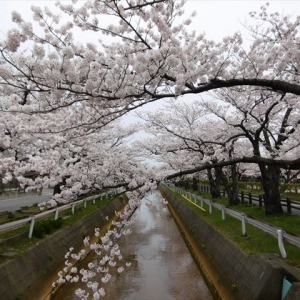 満開の桜はどうですか？この見頃な綺麗な桜！！