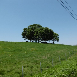 庄内はやっぱり自然の宝庫ですよね～♪