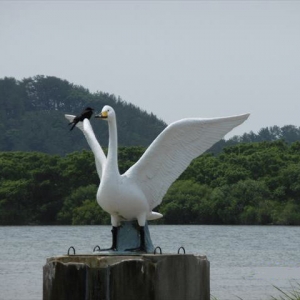 白鳥の像に停まって休んでいるカラス