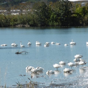 寒さを告げる最上川に浮かぶ白鳥たち