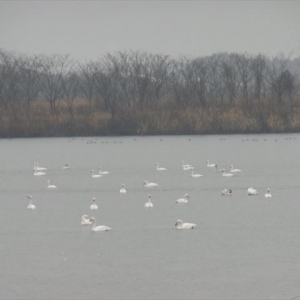 冬の雨降りに見る最上川での白鳥たち