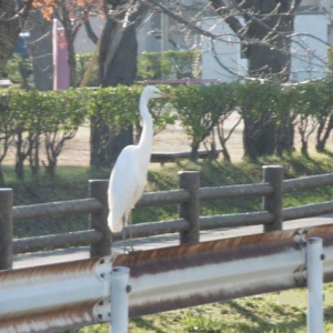 冬場になると見かけるサギは白鷺らしい・・・