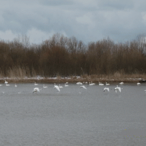 氷も融けた最上川に浮かぶ白鳥たち