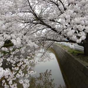 毎年恒例とはいえ見事な桜にうっとりです。