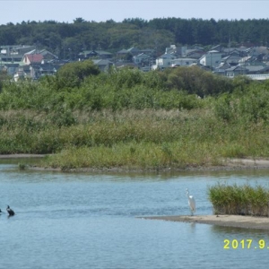 秋晴れの最上川にシロサギ(白鷲)とクロサギが並んで！！