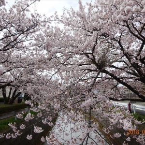 桜の花が満開ですよ～🌸🌸