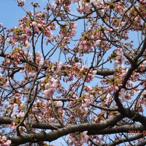 桜が咲きはじめましたよ——-キレイ！！