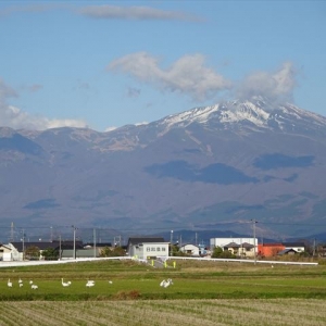 雪景色の鳥海山と田んぼに居る白鳥たち