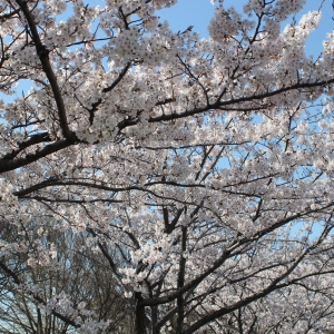 ブログ上に桜が咲き乱れます(笑)