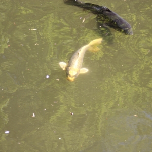 人面魚見たことあります？